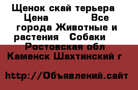 Щенок скай терьера › Цена ­ 20 000 - Все города Животные и растения » Собаки   . Ростовская обл.,Каменск-Шахтинский г.